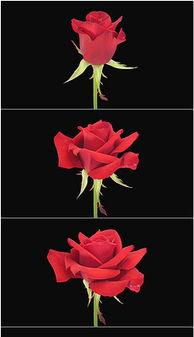 玫瑰花视频素材无水印,探寻无水印视频中的浪漫瞬间