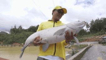钓枪鱼视频,揭秘钓枪鱼惊险瞬间